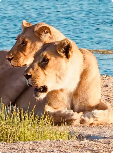 Etosha National Park